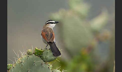 Senegaltschagra (Tchagra senegala)