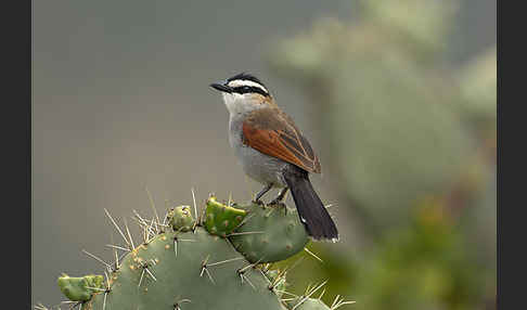 Senegaltschagra (Tchagra senegala)