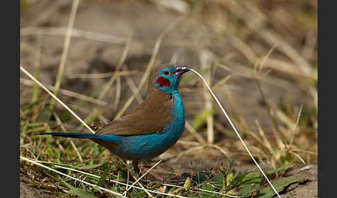 Schmetterlingsastrild (Uraeginthus bengalus)