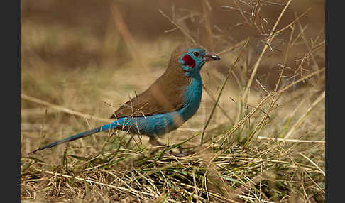 Schmetterlingsastrild (Uraeginthus bengalus)