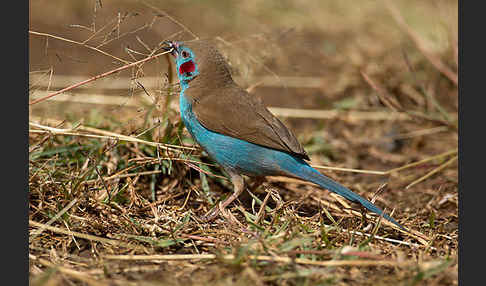 Schmetterlingsastrild (Uraeginthus bengalus)