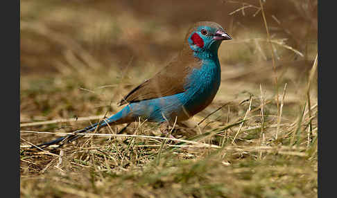 Schmetterlingsastrild (Uraeginthus bengalus)