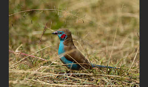 Schmetterlingsastrild (Uraeginthus bengalus)