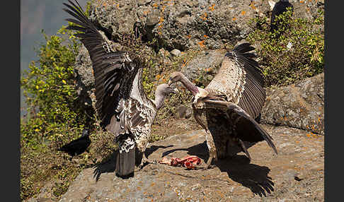 Sperbergeier (Gyps rueppellii)