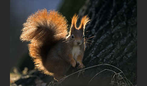 Eichhörnchen (Sciurus vulgaris)