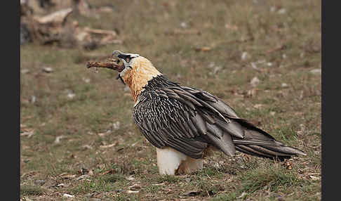 Bartgeier (Gypaetus barbatus)