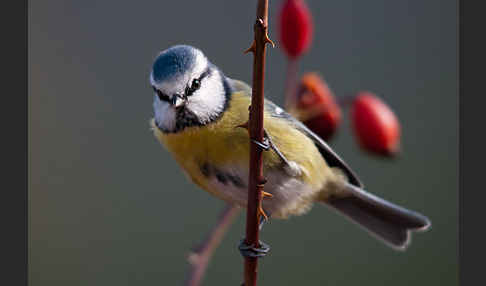 Blaumeise (Parus caeruleus)