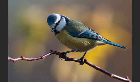 Blaumeise (Parus caeruleus)