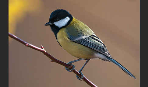 Kohlmeise (Parus major)