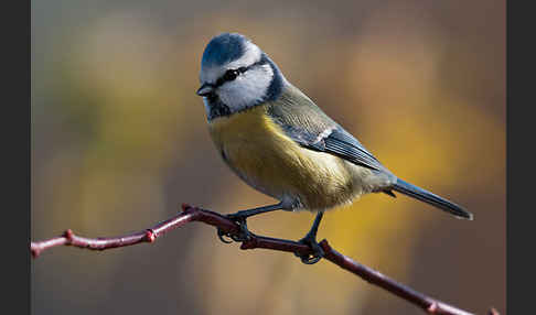 Blaumeise (Parus caeruleus)