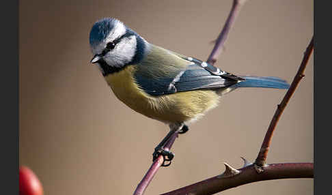 Blaumeise (Parus caeruleus)