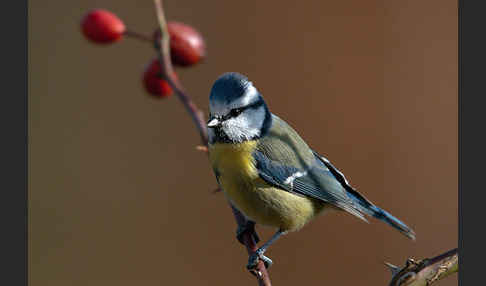 Blaumeise (Parus caeruleus)