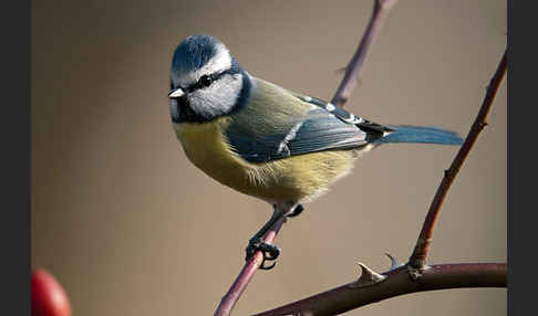 Blaumeise (Parus caeruleus)