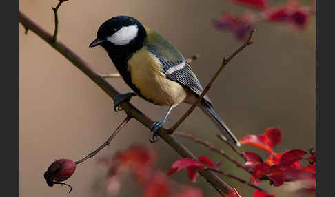 Kohlmeise (Parus major)