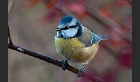 Blaumeise (Parus caeruleus)