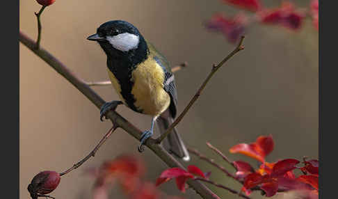 Kohlmeise (Parus major)