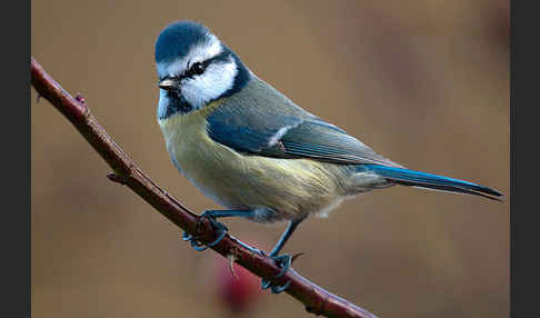 Blaumeise (Parus caeruleus)