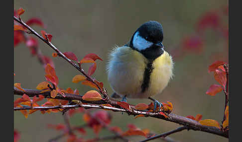 Kohlmeise (Parus major)