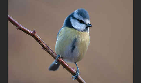 Blaumeise (Parus caeruleus)