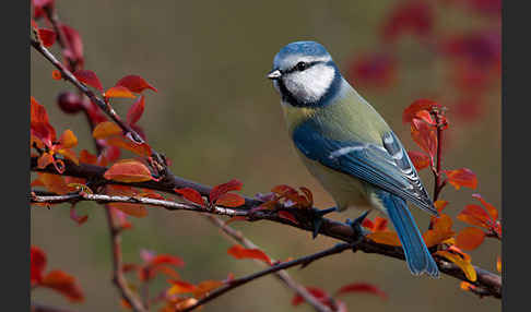 Blaumeise (Parus caeruleus)