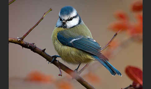 Blaumeise (Parus caeruleus)