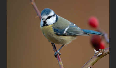 Blaumeise (Parus caeruleus)