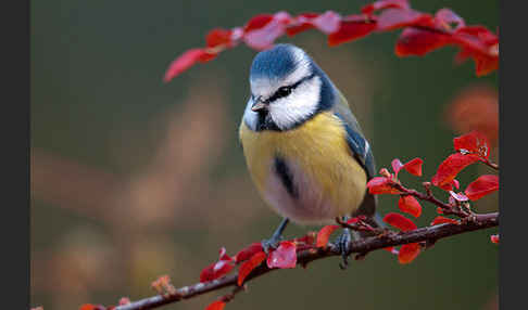 Blaumeise (Parus caeruleus)