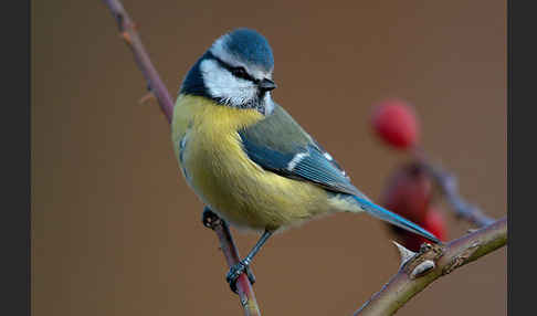 Blaumeise (Parus caeruleus)