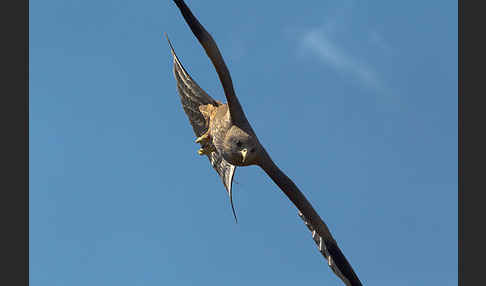 Schmarotzermilan (Milvus migrans parasitus)