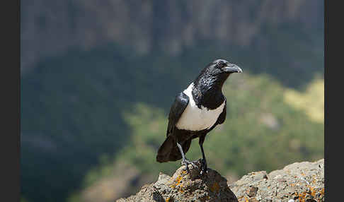 Schildrabe (Corvus albus)