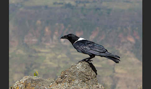 Schildrabe (Corvus albus)