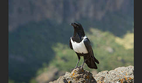 Schildrabe (Corvus albus)