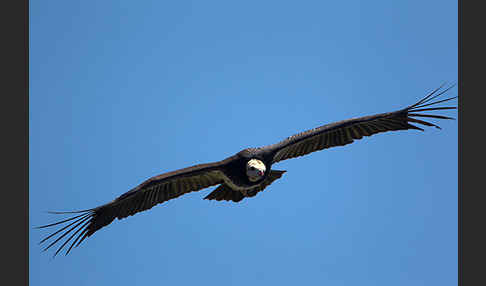 Wollkopfgeier (Trigonoceps occipitalis)