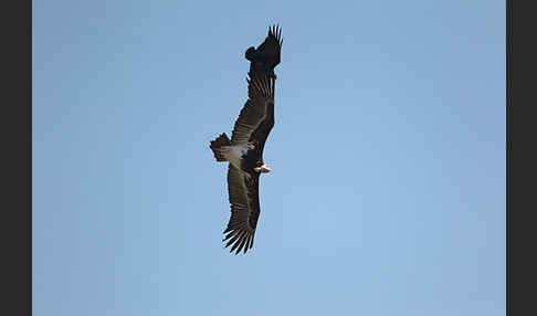 Wollkopfgeier (Trigonoceps occipitalis)