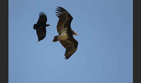 Wollkopfgeier (Trigonoceps occipitalis)