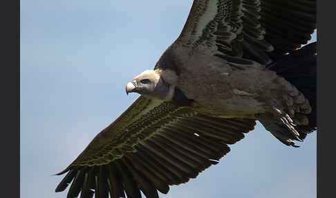 Sperbergeier (Gyps rueppellii)