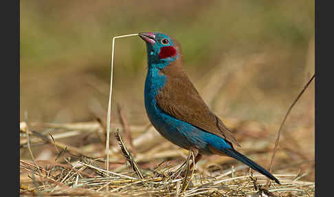 Schmetterlingsastrild (Uraeginthus bengalus)