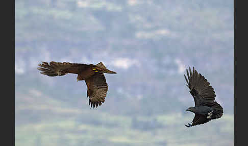 Borstenrabe (Corvus rhipidurus)