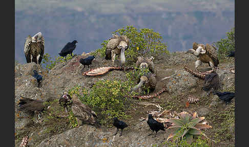 Borstenrabe (Corvus rhipidurus)