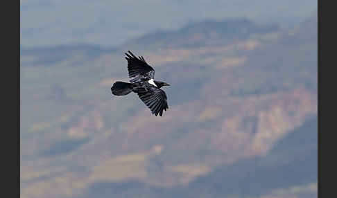 Schildrabe (Corvus albus)