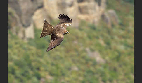 Schmarotzermilan (Milvus migrans parasitus)