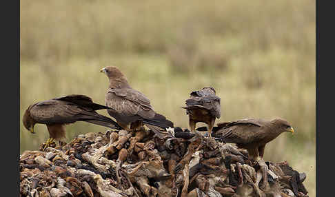 Schmarotzermilan (Milvus migrans parasitus)