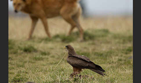 Schmarotzermilan (Milvus migrans parasitus)