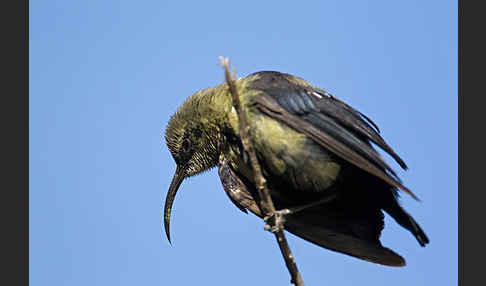 Takazzenektarvogel (Nectarinia tacazze)