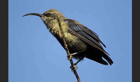 Takazzenektarvogel (Nectarinia tacazze)