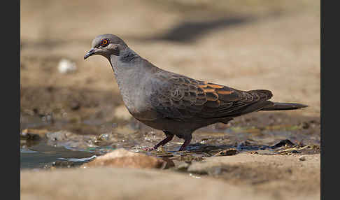 Trauerturteltaube (Streptopelia lugens)