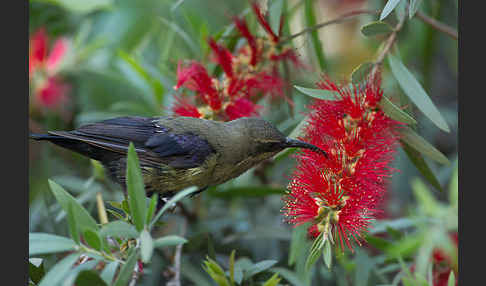 Takazzenektarvogel (Nectarinia tacazze)
