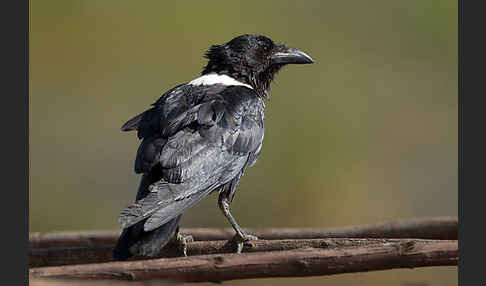 Schildrabe (Corvus albus)