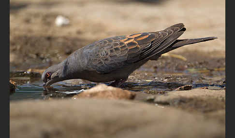 Trauerturteltaube (Streptopelia lugens)