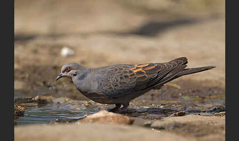 Trauerturteltaube (Streptopelia lugens)